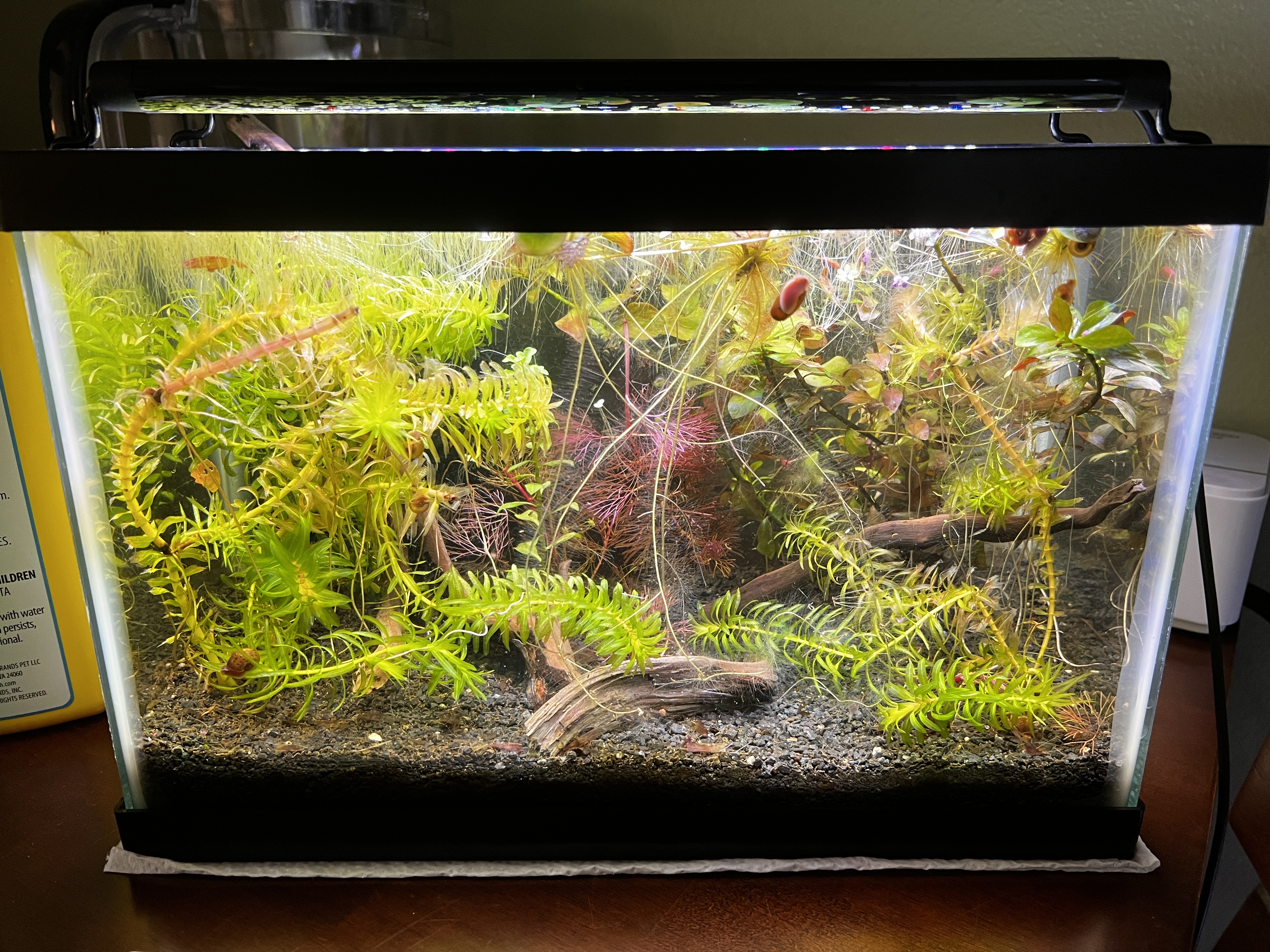 live plants in a 2.5 gallon aquarium