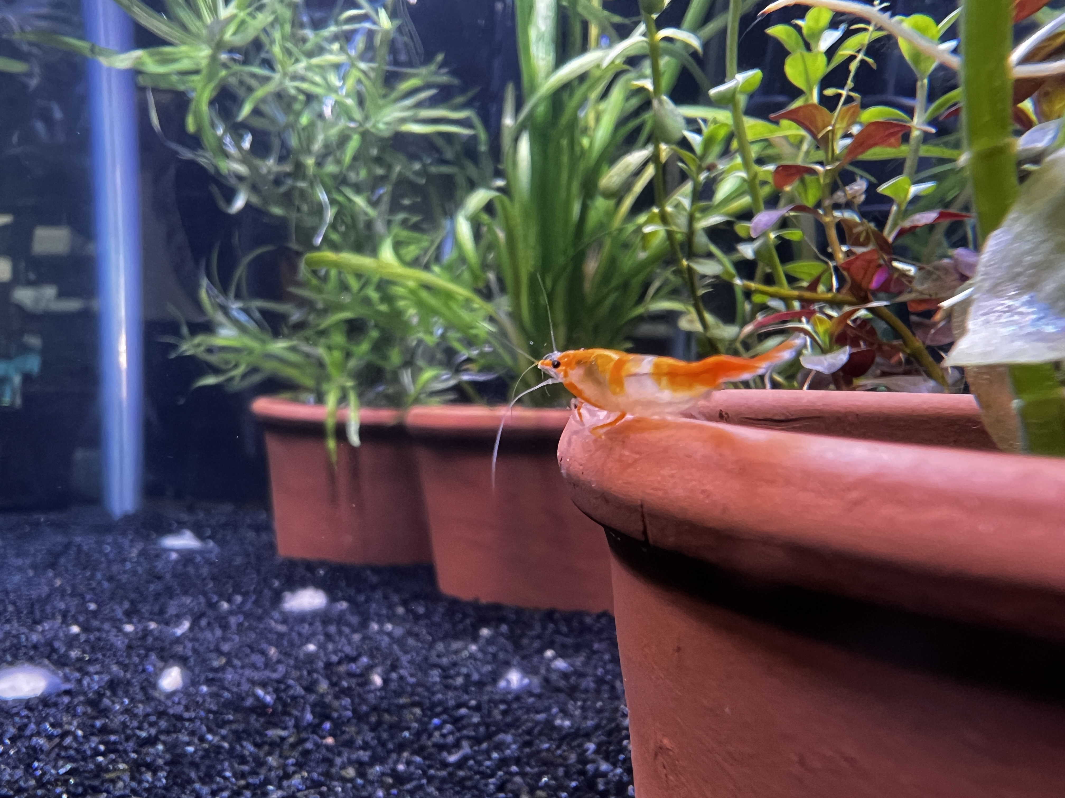 live plants in pots in an aquarium