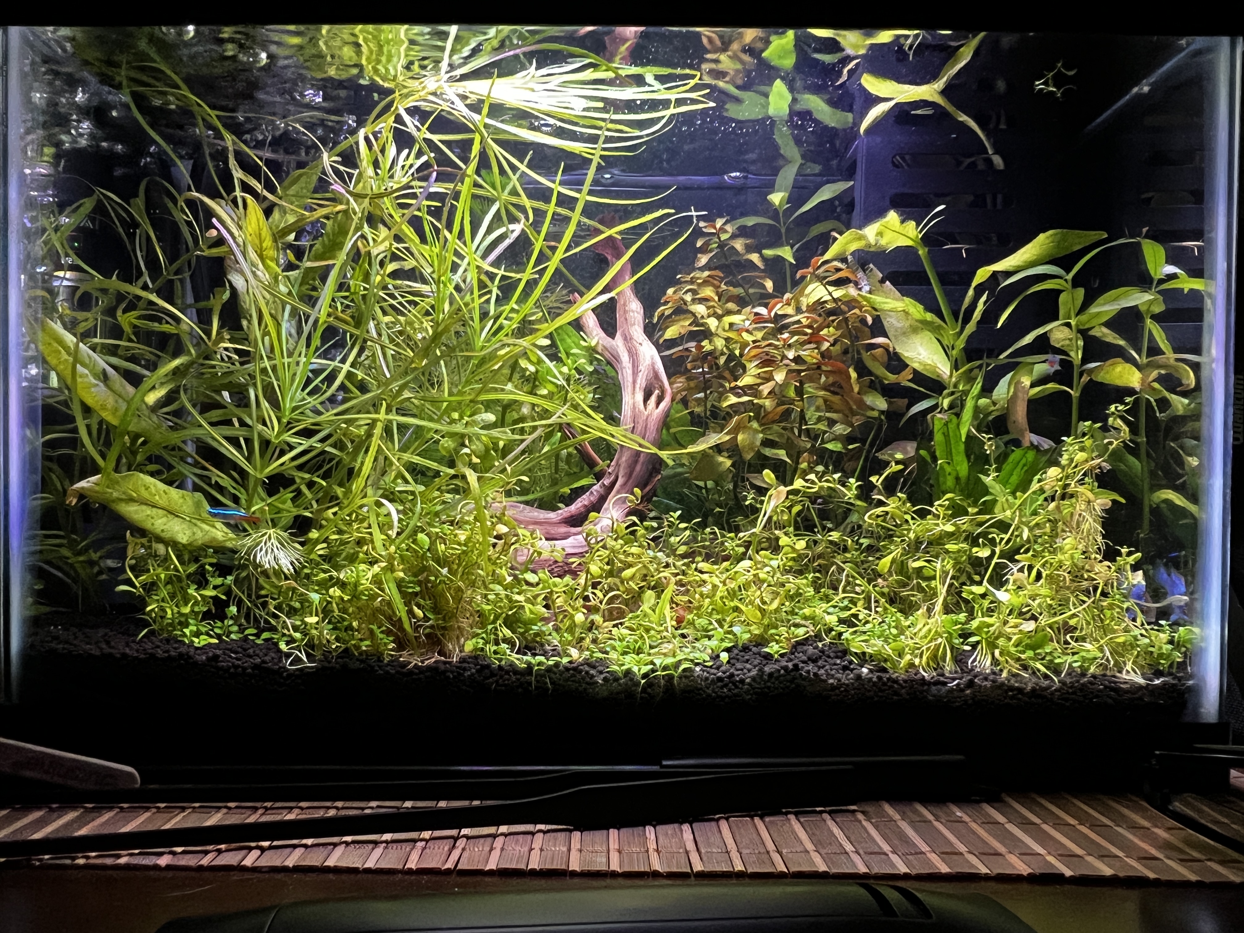 live plants in an aquarium